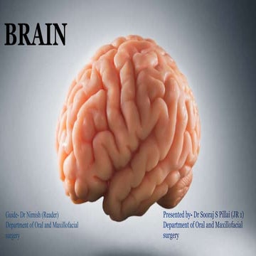 brain