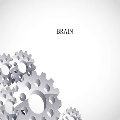 Brain