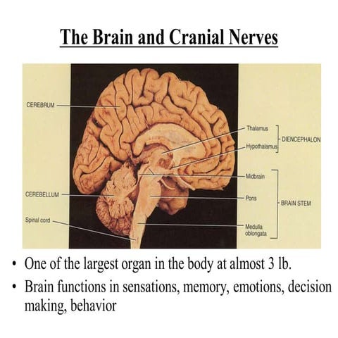 Brain and Cranial Nerves.ppt