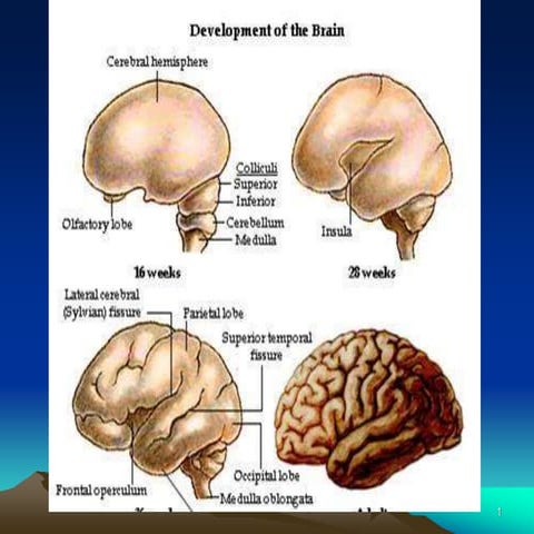BRAIN-EMBRYOLOGY-2-2.ppt..               .