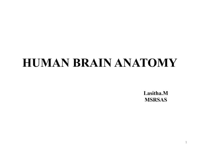 Brain Anatomy