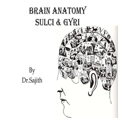 Anatomy of brain sulcus and gyrus - Dr.Sajith MD RD