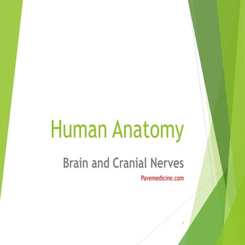 Brain and cranial nerves