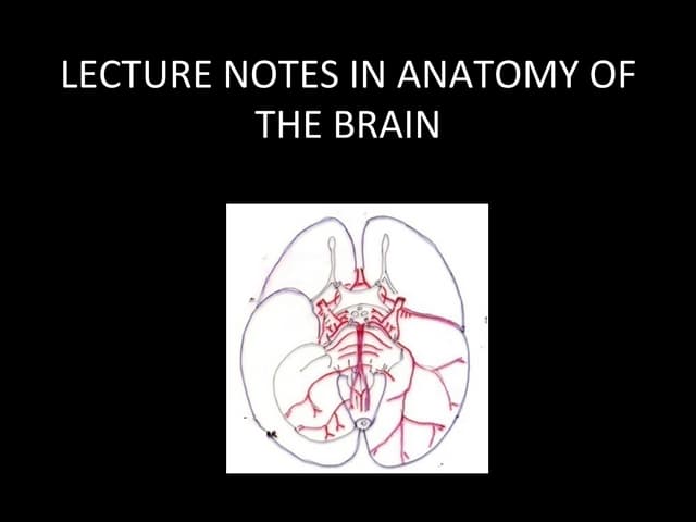 Brain Chapter 1 Sample Page Ppt Brain Chapter 1 Sample Page Ppt