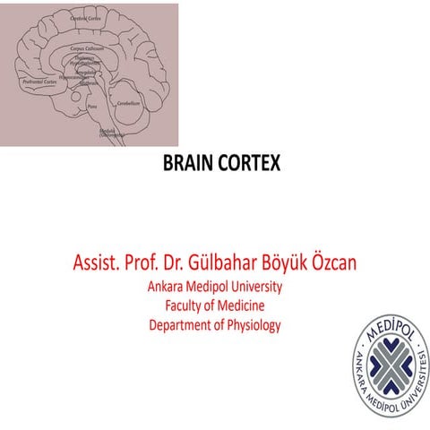 BrainCortexgjgjgkvfggjggjgjggggjggjgjgjgj