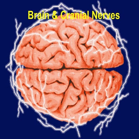 brain and cranial nerve 