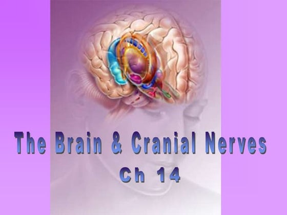 Gross Anatomy Of The Brain And Cranial Nerves Exercise 14 Gross