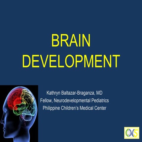 Brain development