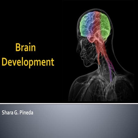 Brain Development