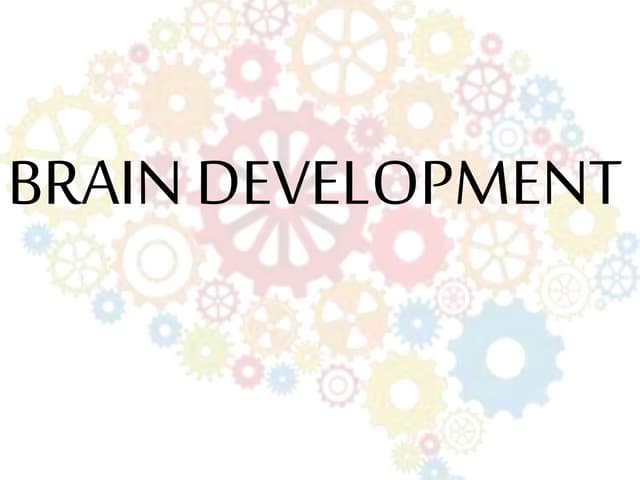 Brain development