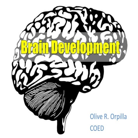 Brain development