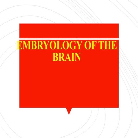 the embryology of the brain in central nervous system