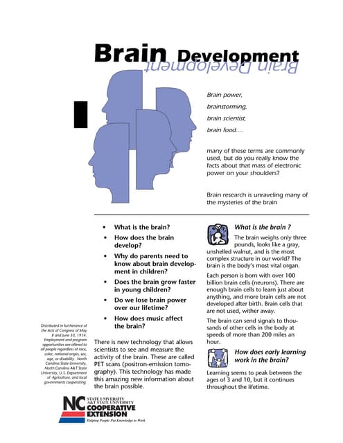 Brain explanation