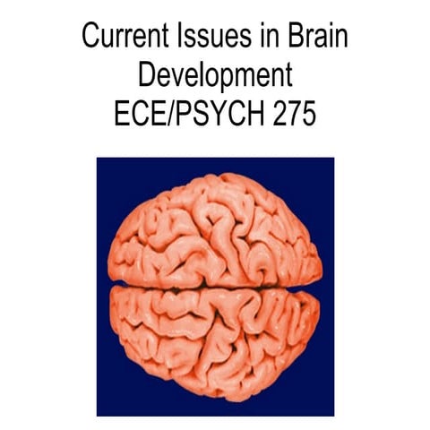 Brain Facts | PPT