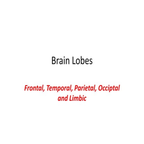 Brain lobes