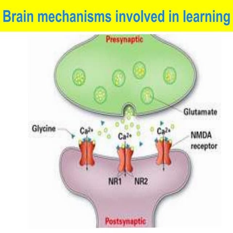 VCE U4 Psychology - Brain mechanisms involved in learning