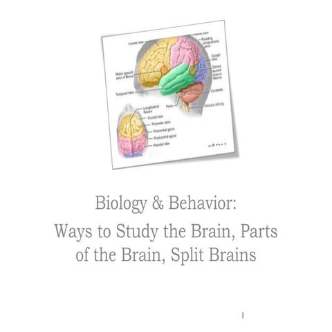 Biological Bases of Behavior: Parts of Brain 