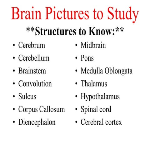 Brain pictures to study