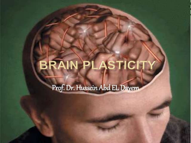 The Benefits Of Brain Plasticity Are Most Clearly Demonstrated In Brain plasticity | PPT