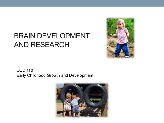 Education 1 : Brain development | PPTX | Brain and Nervous System ...