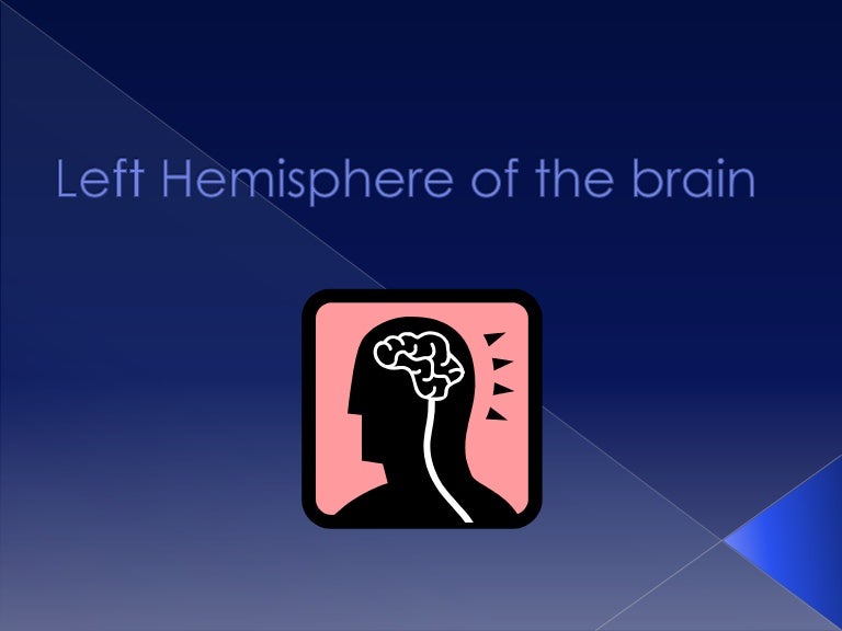 Left Hemisphere of the Brain