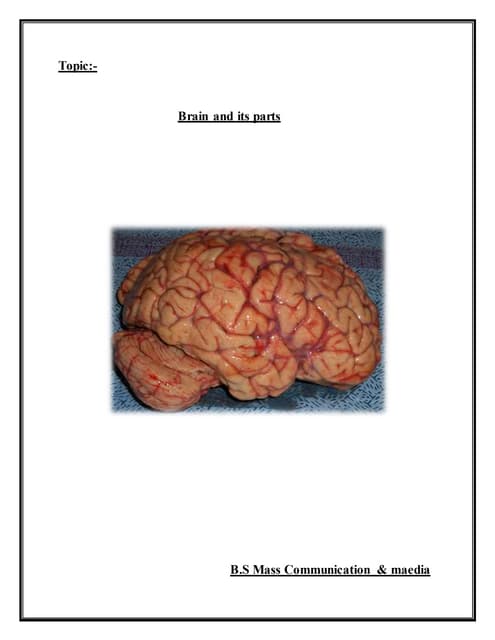Brain psychology