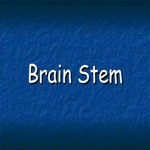2/10 Brain stem