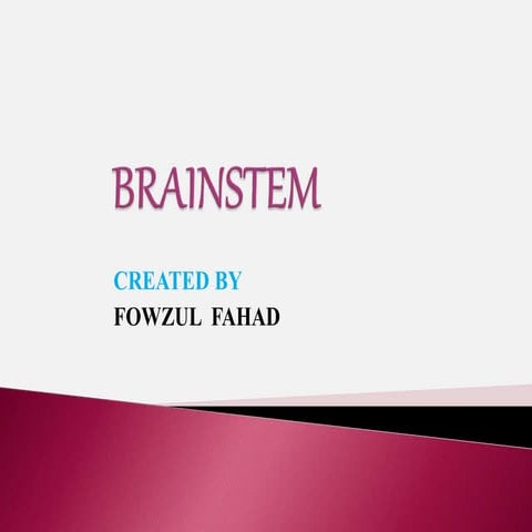 Brainstem