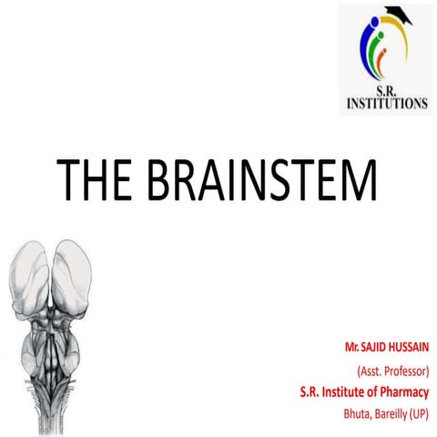 Brain stem.pdf