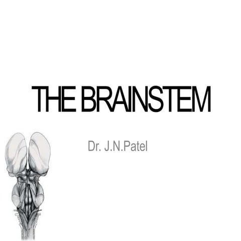 Anatomy of brain steam midbrain pons and medulla