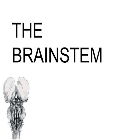 BRAINSTEM-DETAILED.pptx