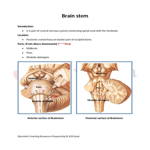 Brain stem dr.gosai