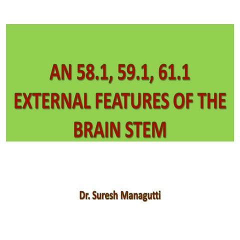 Brain Stem-External Features- medulla oblongata, pons, midbrain