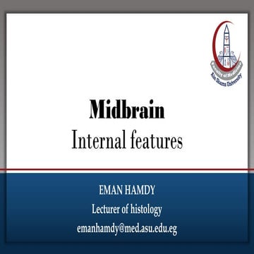 Brainstem - Midbrain.pdfdahbbdladajhwddd