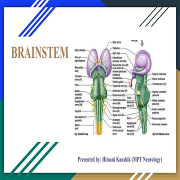 NEUROANATOMY OF BRAINSTEM