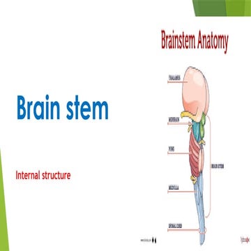 blood and nerve supply of the pelvis 2.pptx