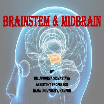 BRAINSTEM & MIDBRAIN: BASICS OF NEUROANATOMY.pptx