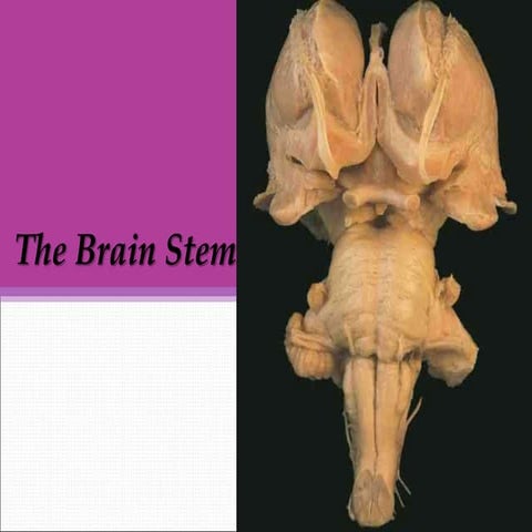 Brain stem New.ppsx