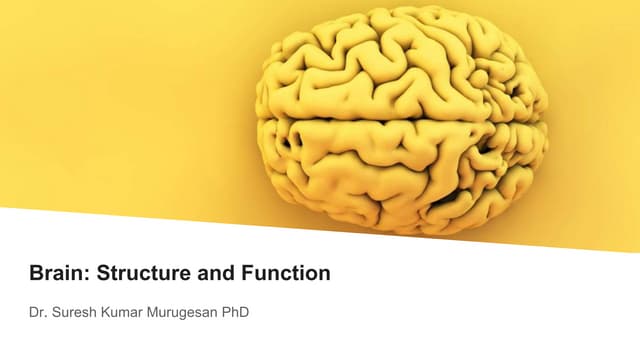 Brain  structure and function 2.0