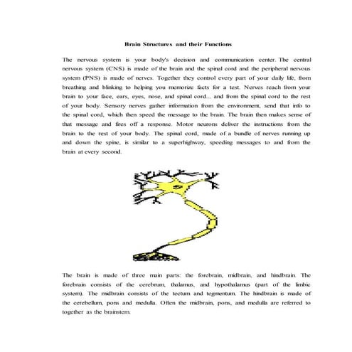 Brain structures and their functions