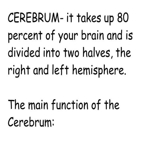 Brain Visual.docx