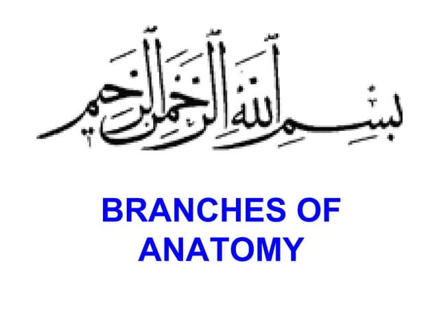 Branches of anatomy
