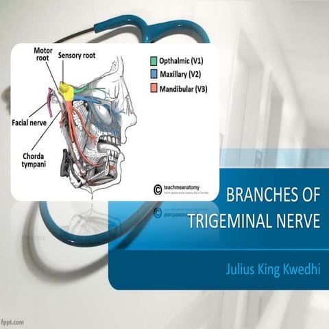 Branches of Trigeminal Nerve
