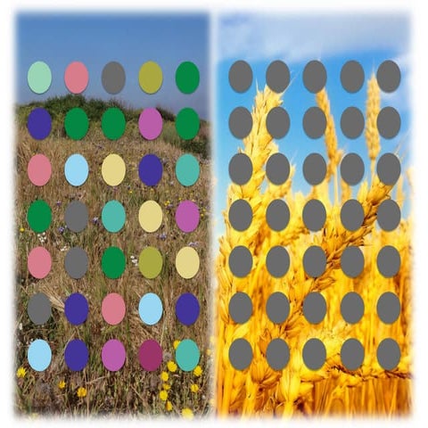 Rapid Gene Cloning In Plants