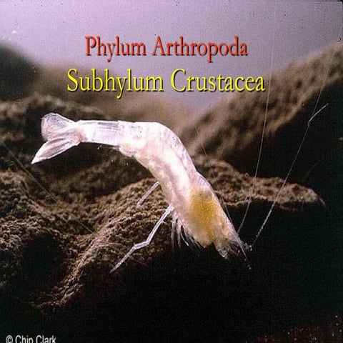 Subphylum Crustacea: Clase Branchiopoda Laboratorio