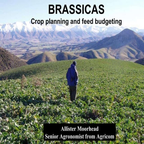 Brassica april 09 crop planning and feed budgeting