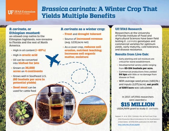 Brassica Carinata Winter Cover Crop Southeastern United States Viability