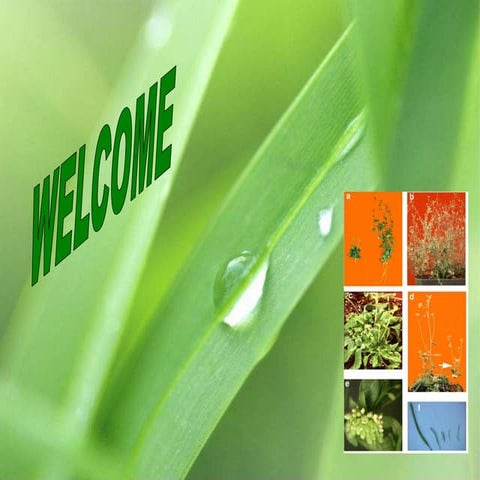 Brassinosteroids plant harmones