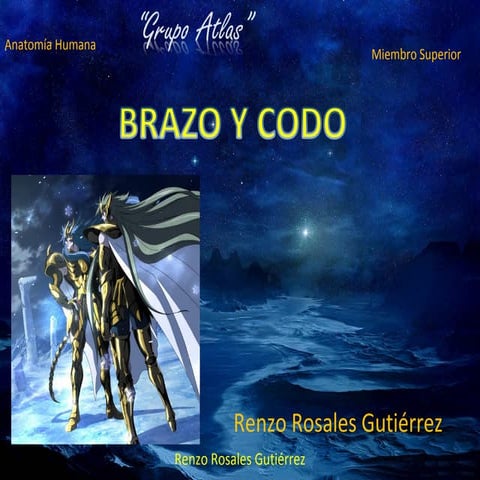 Anatomia Grupo Atlas Brazo Miembro Superior