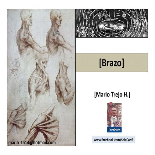 Brazo anatomia
